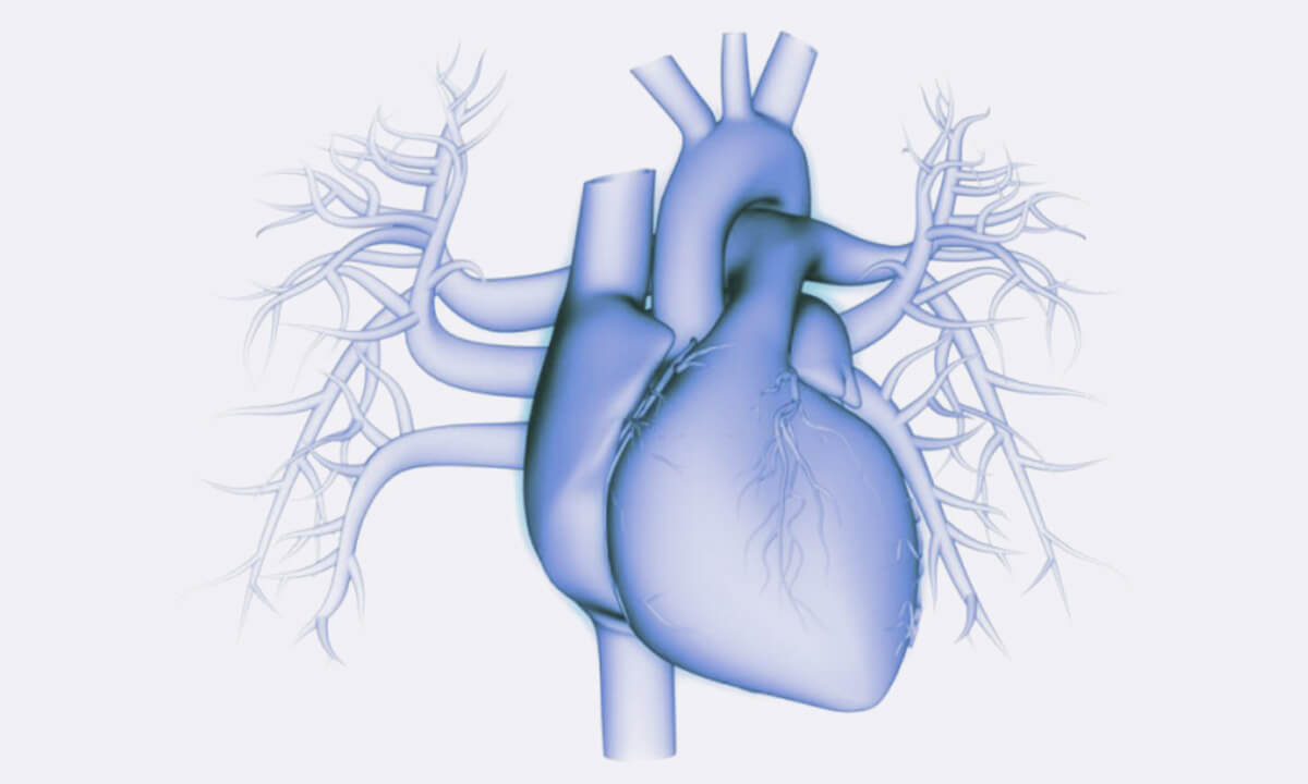 A medical illustration of the human heart and its surrounding blood vessels